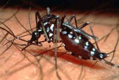 dengue-aedes