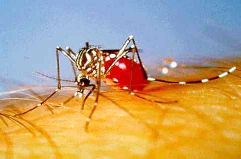 aedes-aegypti-mosquito