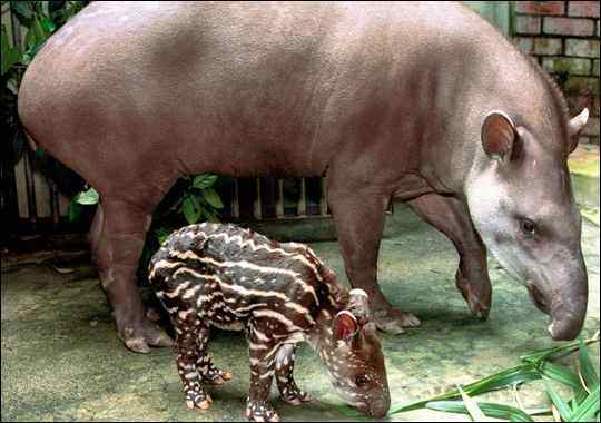bairds_tapir